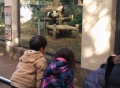 上野動物園2013